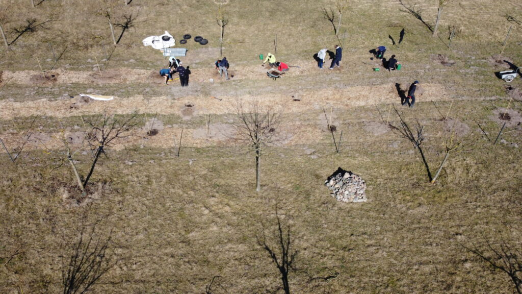 Aufbäume aus der Vogelperspektive
